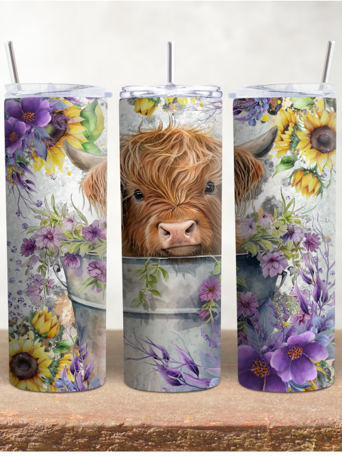 Highland Cows